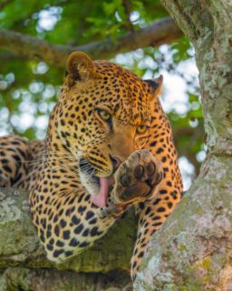 High in the branches, the Serengeti’s silent shadow waits — powerful, patient, and unforgettable. Witnessing a leopard isn’t just a safari moment; it’s the wild at its most legendary.
🎥Join us for an authentic Tanzanian experience, where every adventure tells a story.
📞 Contact & Bookings:
🌍 Website: www.rockyafricaexperience.com
📧 Email: info@rockyafricaexperience.com
📱 Phone/WhatsApp: +255 713550312
Follow us for more stories and adventure inspirations!
#RockyAfricaExperience
#TanzaniaSafari
#SerengetiNationalPark
#SerengetiMagic #LeopardLife #WildAndFree #SafariMoments