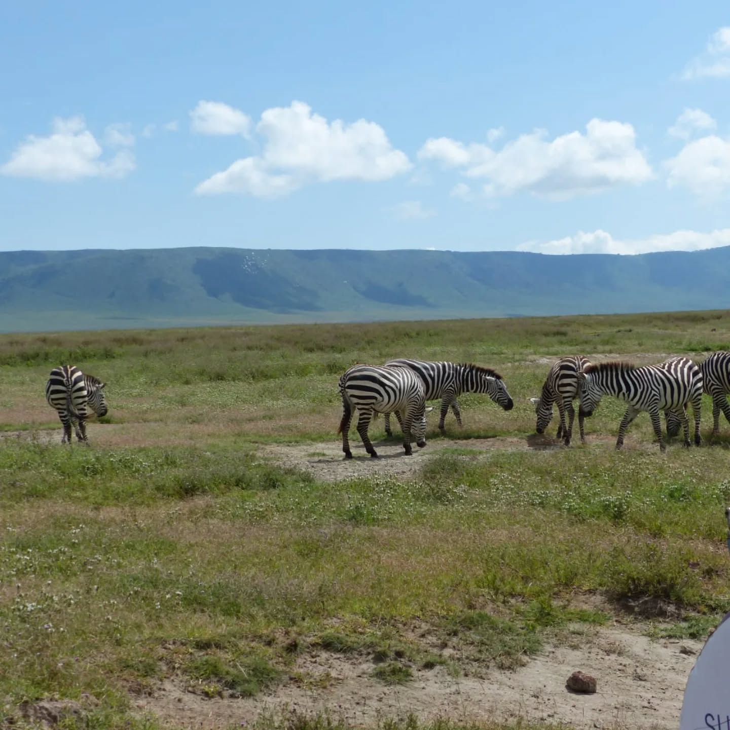 Witnessing the magic of the African savanna! The zebras of the Ngorongoro Crater are an absolute delight. Every stripe tells a story in this stunning landscape. An unforgettable safari experience.
π₯ Join us for an authentic Tanzanian experience, where every adventure tells a story.
π Contact & Bookings:
π Website: www.rockyafricaexperience.com
π§ Email: info@rockyafricaexperience.com
π± Phone/WhatsApp: +255 713550312
Follow us for more stories and adventure inspiration!
#ExploreTanzania
#VisitTanzania
#TanzaniaSafari
#SafariAdventure
#AfricanSafari
#WildAfrica
#TanzaniaWildlife
#LuxurySafari
#SafariLife
#IntoTheWild
#RockyAfricaExperience #TravelAfrica #WildlifePhotography #RockyAfricaExperience
#NgorongoroConservationArea #CraterView #TanzaniaTravel #NaturalWonder #AfricanLandscape #BucketListDestination #TravelPhotography
