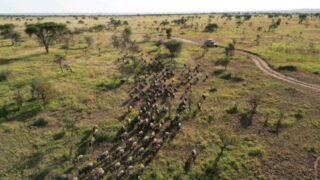 From December to April, the Great Wildebeest Migration enters its most magical chapter — calving season. Thousands of calves are born each day, taking their very first wobbly steps under wide African skies, while predators watch and the drama of nature unfolds in real time.

This is not just a safari — it’s a front-row seat to the circle of life, raw, emotional, and unforgettable.

🎥 Join us for an authentic Tanzanian experience, where every adventure tells a story.

📞 Contact & Bookings:

🌍 Website: www.rockyafricaexperience.com
📧 Email: info@rockyafricaexperience.com
📱 Phone/WhatsApp: +255 713550312

Follow us for more stories and adventure inspirations!

#RockyAfricaExperience 
#WildlifeAdventure  #WildebeestMigration #CalvingSeason #SerengetiMagic #SafariMoments #CircleOfLife #TanzaniaSafari #WildlifeExperience #AfricanAdventure
