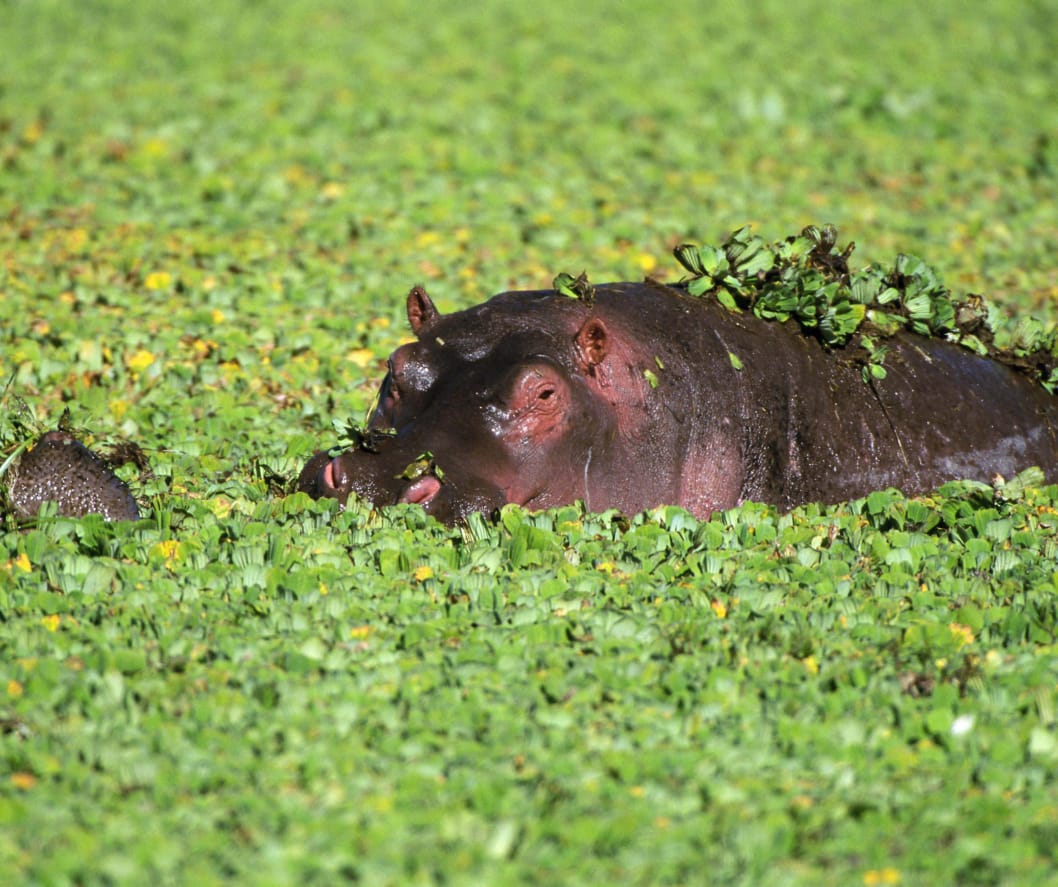 Witness Africa exactly as it was meant to be — raw, beautiful, and full of surprises. Beneath a blanket of floating green, a hippo rises in quiet strength, every ripple telling a story of survival and peace. We take you deep into the heart of the wild, where even the calmest moments feel monumental.
🎥Join us for an authentic Tanzanian experience, where every adventure tells a story.
📞 Contact & Bookings:
🌍 Website: www.rockyafricaexperience.com
📧 Email: info@rockyafricaexperience.com
📱 Phone/WhatsApp: +255 713550312
Follow us for more stories and adventure inspirations!
#RockyAfricaExperience
#TanzaniaSafari #LuxuryTravelAfrica #VisitTanzania #ExploreTanzania #AfricanSafari #DiscoverTheWilderness #SafariAdventure #WildAtHeart #LuxuryInTheWild #SafariMoments #BucketListJourney