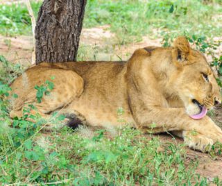 “In the quiet shade of the savannah, power rests but never fades. Even in stillness, the queen of the plains commands respect—every breath a reminder that the wild is always awake.”
🎥Join us for an authentic Tanzanian experience, where every adventure tells a story.
📞 Contact & Bookings:
🌍 Website: www.rockyafricaexperience.com
📧 Email: info@rockyafricaexperience.com
📱 Phone/WhatsApp: +255 713550312
Follow us for more stories and adventure inspirations!
#RockyAfricaExperience
#TanzaniaSafari #LuxuryTravelAfrica #VisitTanzania #ExploreTanzania #AfricanSafari #DiscoverTheWilderness #SafariAdventure #WildAtHeart #LuxuryInTheWild #SafariMoments #BucketListJourney