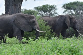 Tarangire creates memories that last a lifetime. Ancient landscapes, quiet power, unforgettable moments.
🎥Join us for an authentic Tanzanian experience, where every adventure tells a story.
📞 Contact & Bookings:
🌍 Website: www.rockyafricaexperience.com
📧 Email: info@rockyafricaexperience.com
📱 Phone/WhatsApp: +255 713550312
Follow us for more stories and adventure inspirations!
#RockyAfricaExperience
#TanzaniaSafari
#TarangireNationalPark #TarangireSafari #BaobabTrees #ElephantMoments #WildTanzania #AfricanWildlife #SafariLife #ExploreTanzania #VisitTanzania #IntoTheWild #NatureLovers #SafariExperience #EcoTravel
#AfricaMagic