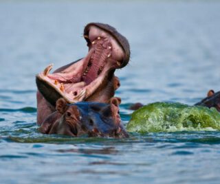 Beneath the still surface lies pure power. Witness Africa’s giants in their natural realm—where every encounter feels thrillingly real.

🎥Join us for an authentic Tanzanian experience, where every adventure tells a story.

📞 Contact & Bookings:

🌍 Website: www.rockyafricaexperience.com
📧 Email: info@rockyafricaexperience.com
📱 Phone/WhatsApp: +255 713550312

Follow us for more stories and adventure inspirations!

#RockyAfricaExperience 
#TanzaniaSafari
#LuxurySafari #Hippos #WildTanzania #AfricanWildlife #AuthenticAfrica
#SafariLife #ExploreTanzania #VisitTanzania #IntoTheWild #NatureLovers