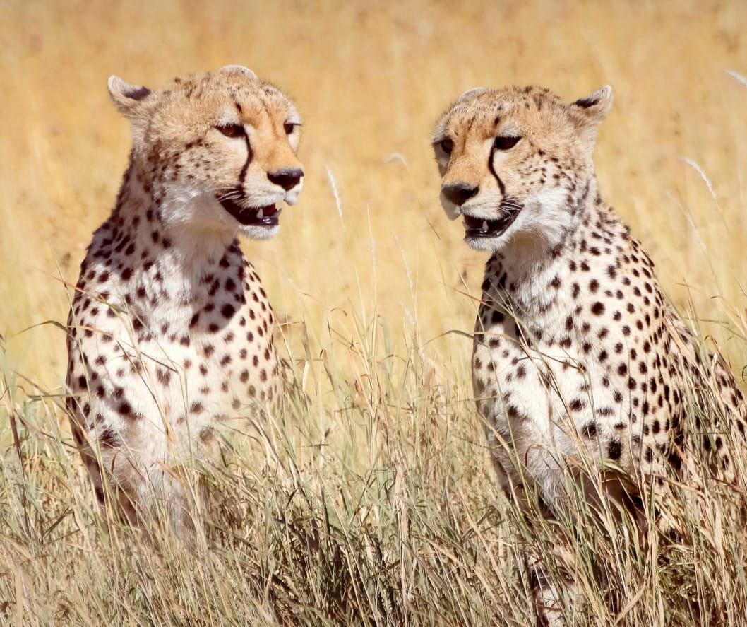 They aren't just hunters; they’re a masterclass in elegance and power. Wired for speed and born for the chase, these two prove that the most beautiful things in life are often the most untamed.

🎥Join us for an authentic Tanzanian experience, where every adventure tells a story.

📞 Contact & Bookings:

🌍 Website: www.rockyafricaexperience.com
📧 Email: info@rockyafricaexperience.com
📱 Phone/WhatsApp: +255 713550312

Follow us for more stories and adventure inspirations!

#RockyAfricaExperience 
#Cheetah
#KingsOfSpeed
#WildAfrica
#SafariLife
#SerengetiMagic
#BigCats
#NatureAtItsBest
#UntamedBeauty
#AfricanWildlife
#IntoTheWild
#ExploreTanzania
#LuxurySafari