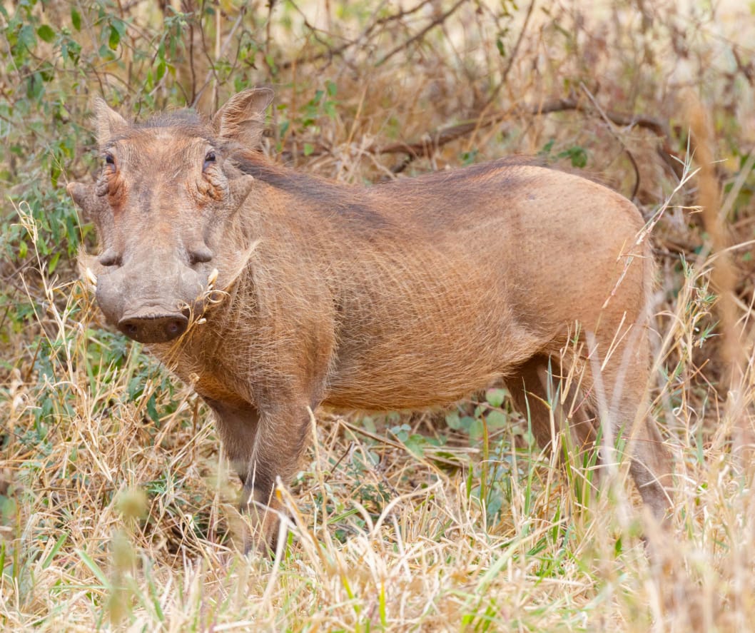 A scarred survivor of the savanna stands unflinching—tusks worn, eyes wise, spirit unbroken.
This is Africa raw and real, where every wrinkle tells a story of resilience written by the wild. 

🎥Join us for an authentic Tanzanian experience, where every adventure tells a story.

📞 Contact & Bookings:

🌍 Website: www.rockyafricaexperience.com
📧 Email: info@rockyafricaexperience.com
📱 Phone/WhatsApp: +255 713550312

Follow us for more stories and adventure inspirations!

#RockyAfricaExperience 
#TanzaniaSafari
#LuxurySafari
#AfricaRaw #WildAndUntamed #SavannaSurvivor #SpiritOfTheWild #AfricanWildlife #IntoTheWild #NatureUnfiltered #WildAfrica #SafariMoments #WildernessStories #RawNature #LifeInTheWild