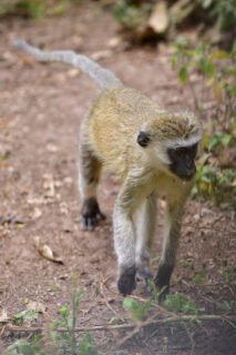 Meet the vervet monkey — small, clever, and full of character. Moving gracefully through the trees, always alert and curious, they bring life and energy to the African wilderness. A playful spirit with a sharp mind, they are one of safari’s most delightful surprises. 

🎥Join us for an authentic Tanzanian experience, where every adventure tells a story.

📞 Contact & Bookings:

🌍 Website: www.rockyafricaexperience.com
📧 Email: info@rockyafricaexperience.com
📱 Phone/WhatsApp: +255 713550312

Follow us for more stories and adventure inspirations!

#RockyAfricaExperience 
#TanzaniaSafari
#VervetMonkey #WildAfrica #SafariMoments #NatureLovers #IntoTheWild #AfricanWilderness #WildlifePhotography #NatureMagic #SafariExperience #ExploreTanzania #UntamedBeauty #MomentsInNature #EcoTravel