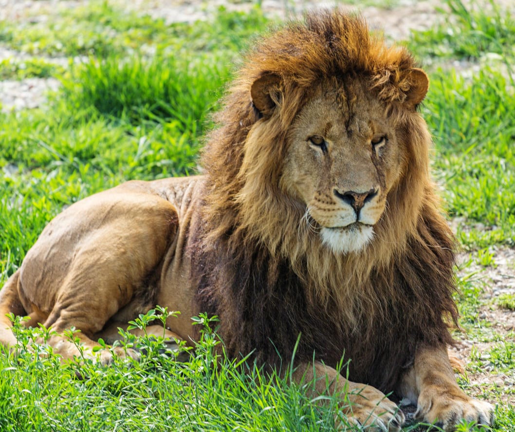 Tanzania’s wilderness isn't just a place; it’s a pulse. Across the infinite stretch of the savannah, the lion stands as the land’s living soul. Beneath an endless sky, these golden guardians preside over the Serengeti with a quiet, heavy authority—symbols of a raw, untamed grace that has endured for eons."
🎥Join us for an authentic Tanzanian experience, where every adventure tells a story.
📞 Contact & Bookings:
🌍 Website: www.rockyafricaexperience.com
📧 Email: info@rockyafricaexperience.com
📱 Phone/WhatsApp: +255 713550312
Follow us for more stories and adventure inspirations!
#RockyAfricaExperience
#TanzaniaSafari
#SerengetiNationalPark
#KingOfTheSavannah
#LionPride
#AfricanWildlife
#SafariExperience
#IntoTheWild
#ExploreTanzania
#WildAndFree
#NatureAtItsBest
#SavannahLife
#LuxurySafari