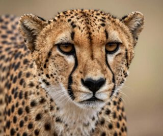 There is nothing quite like the silence of the savanna right before a cheetah moves. To see the world’s fastest land animal in its natural habitat isn't just a sighting—it’s a front-row seat to a masterpiece of evolution.
🎥Join us for an authentic Tanzanian experience, where every adventure tells a story.
📞 Contact & Bookings:
🌍 Website: www.rockyafricaexperience.com
📧 Email: info@rockyafricaexperience.com
📱 Phone/WhatsApp: +255 713550312
Follow us for more stories and adventure inspirations!
#RockyAfricaExperience
#WildAfrica
#TanzaniaSafari
#SerengetiNationalPark
#AfricanWildlife
#SafariExperience
#ExploreTanzania
#NatureAtItsBest
#SavannahLife
#LuxurySafari