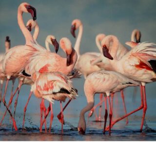 A river of rose sweeps over the glistening lakes, as flamingos paint Tanzania’s waters with color and life. With graceful wings and delicate strides, they assemble in vast numbers, turning the landscape into a stunning natural canvas. Discover this unforgettable display of beauty in Tanzania’s remarkable national park.
🎥Join us for an authentic Tanzanian experience, where every adventure tells a story.
📞 Contact & Bookings:
🌍 Website: www.rockyafricaexperience.com
📧 Email: info@rockyafricaexperience.com
📱 Phone/WhatsApp: +255 713550312
Follow us for more stories and adventure inspirations!
#RockyAfricaExperience
#Flamingos #WildlifePhotography #AfricanSafari #NatureLovers #TravelAfrica #SafariExperience
#AfricanWildlife
#SafariExperience
#ExploreTanzania
#SavannahLife
#LuxurySafari