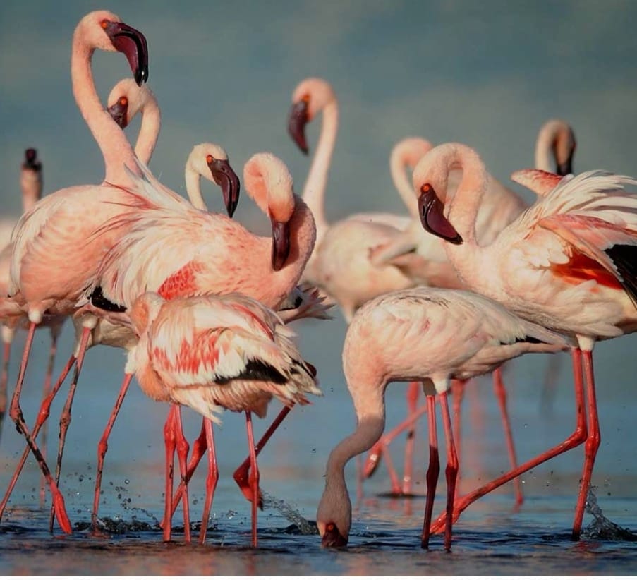 A river of rose sweeps over the glistening lakes, as flamingos paint Tanzania’s waters with color and life. With graceful wings and delicate strides, they assemble in vast numbers, turning the landscape into a stunning natural canvas. Discover this unforgettable display of beauty in Tanzania’s remarkable national park.
🎥Join us for an authentic Tanzanian experience, where every adventure tells a story.
📞 Contact & Bookings:
🌍 Website: www.rockyafricaexperience.com
📧 Email: info@rockyafricaexperience.com
📱 Phone/WhatsApp: +255 713550312
Follow us for more stories and adventure inspirations!
#RockyAfricaExperience
#Flamingos #WildlifePhotography #AfricanSafari #NatureLovers #TravelAfrica #SafariExperience
#AfricanWildlife
#SafariExperience
#ExploreTanzania
#SavannahLife
#LuxurySafari