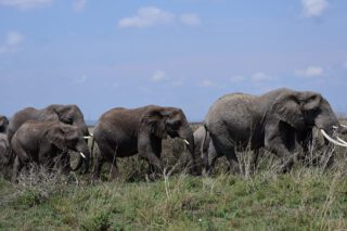 Witness a pure moment of connection—a mother elephant and her calf walking side by side. In every step, they embody strength, love, and the quiet magic of the wild savannah.
🎥Join us for an authentic Tanzanian experience, where every adventure tells a story.
📞 Contact & Bookings:
🌍 Website: www.rockyafricaexperience.com
📧 Email: info@rockyafricaexperience.com
📱 Phone/WhatsApp: +255 713550312
Follow us for more stories and adventure inspirations!
#RockyAfricaExperience
#TanzaniaSafari
#ElephantLove
#WildlifeMoments
#SafariExperience
#AfricanSavannah
#NatureConnection
#WildAndFree
#RockAfricaSafaris
#TanzaniaWildlife
#TravelAfrica
#IntoTheWild