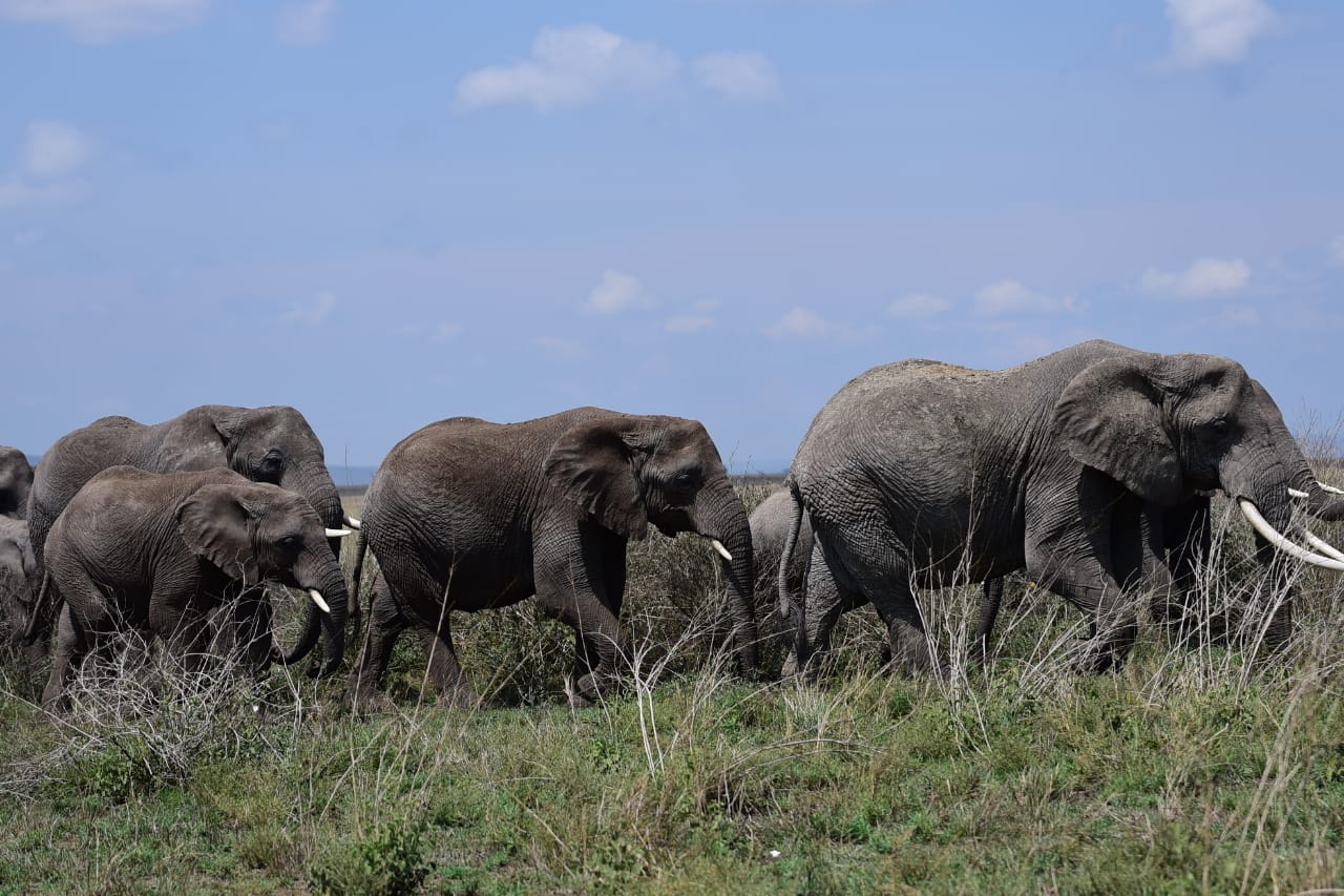 Witness a pure moment of connection—a mother elephant and her calf walking side by side. In every step, they embody strength, love, and the quiet magic of the wild savannah.
🎥Join us for an authentic Tanzanian experience, where every adventure tells a story.
📞 Contact & Bookings:
🌍 Website: www.rockyafricaexperience.com
📧 Email: info@rockyafricaexperience.com
📱 Phone/WhatsApp: +255 713550312
Follow us for more stories and adventure inspirations!
#RockyAfricaExperience
#TanzaniaSafari
#ElephantLove
#WildlifeMoments
#SafariExperience
#AfricanSavannah
#NatureConnection
#WildAndFree
#RockAfricaSafaris
#TanzaniaWildlife
#TravelAfrica
#IntoTheWild