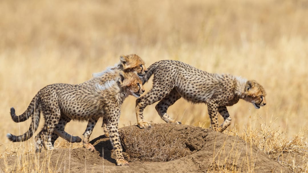 On safari, even a simple step across the savannah becomes a story — like these young cheetahs learning the art of the wild. Relax under endless African skies, yet feel the thrill of nature unfolding right before your eyes. This is not just travel… this is safari at its finest.

🎥Join us for an authentic Tanzanian experience, where every adventure tells a story.

📞 Contact & Bookings:

🌍 Website: www.rockyafricaexperience.com
📧 Email: info@rockyafricaexperience.com
📱 Phone/WhatsApp: +255 713550312

Follow us for more stories and adventure inspirations!

#RockyAfricaExperience
#SafariLife #AfricanSafari #CheetahCubs #WildAndFree #ExploreTanzania #SerengetiMoments #NatureLovers #LuxurySafari #TravelAfrica #WildlifePhotography #BucketListTravel #RockAfrica #DiscoverAfrica