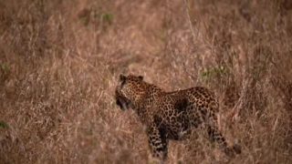 Step into the heart of Tanzania — where golden savannahs stretch beyond the horizon, wildlife moves freely in its natural kingdom, and every moment feels like a scene from a dream. From thrilling game drives to breathtaking landscapes, this is more than a safari… it’s a journey into the soul of Africa.
🎥Join us for an authentic Tanzanian experience, where every adventure tells a story.
📞 Contact & Bookings:
🌍 Website: www.rockyafricaexperience.com
📧 Email: info@rockyafricaexperience.com
📱 Phone/WhatsApp: +255 713550312
Follow us for more stories and adventure inspirations!
#RockyAfricaExperience
#VisitTanzania #AfricanSafari #ExploreAfrica #WildlifeExperience #SerengetiMagic