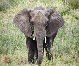 Tarangire: where every footprint tells a tale and every riverbank holds a ritual. Witness the quiet majesty of elephants and the timeless motion of the herds. Experience the raw poetry of the savanna—a beauty that doesn't just catch your eye, but stays in your soul.

🎥Join us for an authentic Tanzanian experience, where every adventure tells a story.

📞 Contact & Bookings:

🌍 Website: www.rockyafricaexperience.com
📧 Email: info@rockyafricaexperience.com
📱 Phone/WhatsApp: +255 713550312

Follow us for more stories and adventure inspirations!

#RockyAfricaExperience
#TarangireNationalPark #TarangireRiver #SafariLife #ElephantLove #WildAfrica #ExploreTanzania #AfricanSafari #NatureLovers #WildAndFree