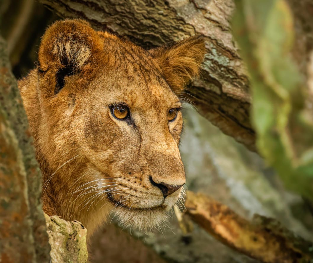 Every day on safari brings a new story — a different sighting, a different thrill. Step beyond the ordinary and explore the wild where golden eyes watch from the shadows and nature speaks in silence.
Come along with friends and family and turn today into an adventure worth remembering.
🎥Join us for an authentic Tanzanian experience, where every adventure tells a story.
📞 Contact & Bookings:
🌍 Website: www.rockyafricaexperience.com
📧 Email: info@rockyafricaexperience.com
📱 Phone/WhatsApp: +255 713550312
Follow us for more stories and adventure inspirations!
#RockyAfricaExperience
#VisitTanzania #SafariMoments #AfricanWilderness #SilentStrength #IntoTheWild #NatureAtItsFinest
