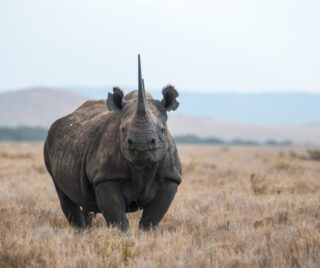 A fortress of flesh and horn, the rhino doesn't ask for space—it defines it. To see one in the wild is to see a living bridge to the prehistoric past. It is a quiet gravity; where the rhino stands, the world feels anchored.
🎥Join us for an authentic Tanzanian experience, where every adventure tells a story.
📞 Contact & Bookings:
🌍 Website: www.rockyafricaexperience.com
📧 Email: info@rockyafricaexperience.com
📱 Phone/WhatsApp: +255 713550312
Follow us for more stories and adventure inspirations!
#RockyAfricaExperience
#VisitTanzania
#RhinoPower #SilentStrength #WildAfrica #SafariMoments #UntamedBeauty
