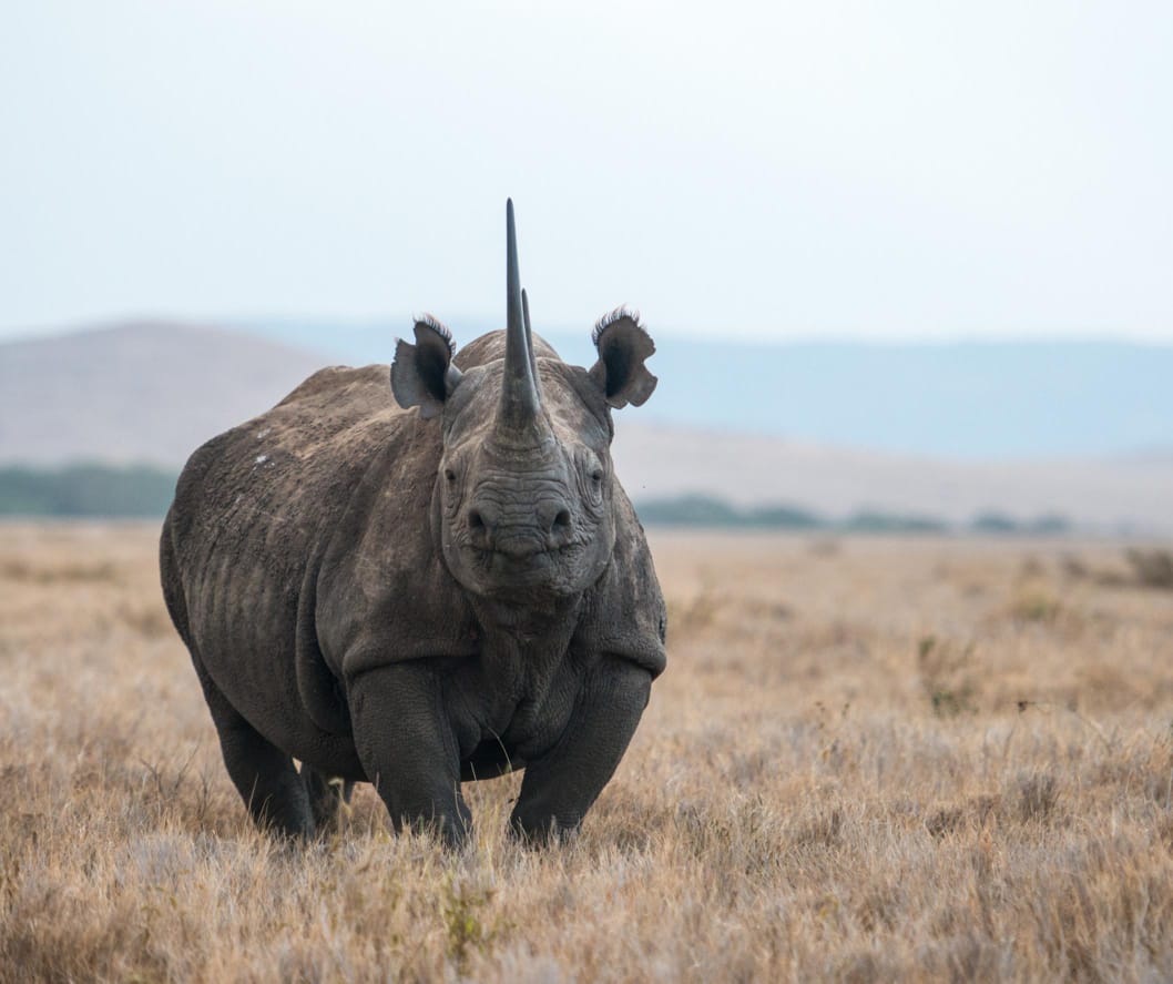 A fortress of flesh and horn, the rhino doesn't ask for space—it defines it. To see one in the wild is to see a living bridge to the prehistoric past. It is a quiet gravity; where the rhino stands, the world feels anchored.
🎥Join us for an authentic Tanzanian experience, where every adventure tells a story.
📞 Contact & Bookings:
🌍 Website: www.rockyafricaexperience.com
📧 Email: info@rockyafricaexperience.com
📱 Phone/WhatsApp: +255 713550312
Follow us for more stories and adventure inspirations!
#RockyAfricaExperience
#VisitTanzania
#RhinoPower #SilentStrength #WildAfrica #SafariMoments #UntamedBeauty