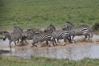 Witness herds of zebras charging through the wild waters, hooves pounding, hearts racing, and nature unfolding in its purest, most dramatic form. This isn’t just a safari — it’s front-row access to one of Africa’s greatest spectacles.
🎥Join us for an authentic Tanzanian experience, where every adventure tells a story.
📞 Contact & Bookings:
🌍 Website: www.rockyafricaexperience.com
📧 Email: info@rockyafricaexperience.com
📱 Phone/WhatsApp: +255 713550312
Follow us for more stories and adventure inspirations!
#RockyAfricaExperience
#GreatMigration2026 #TanzaniaSafari #WildAfrica #SafariExperience #NNatureInMotion
#AfricanAdventure
#TravelTanzania