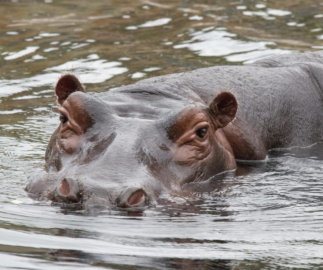 Half hidden, half revealed — the river’s quiet giant drifts in his liquid kingdom. Only watchful eyes and waiting nostrils break the surface, reminding us that in the wild, power doesn’t always announce itself… it simply exists.
🎥Join us for an authentic Tanzanian experience, where every adventure tells a story.
📞 Contact & Bookings:
🌍 Website: www.rockyafricaexperience.com
📧 Email: info@rockyafricaexperience.com
📱 Phone/WhatsApp: +255 713550312
Follow us for more stories and adventure inspirations!
#RockyAfricaExperience
#Hippo #WildAfrica #SafariMoments #IntoTheWild #NatureLovers #AfricanWildlife #SafariLife #RiverLife #ExploreTanzania #WildAndFree