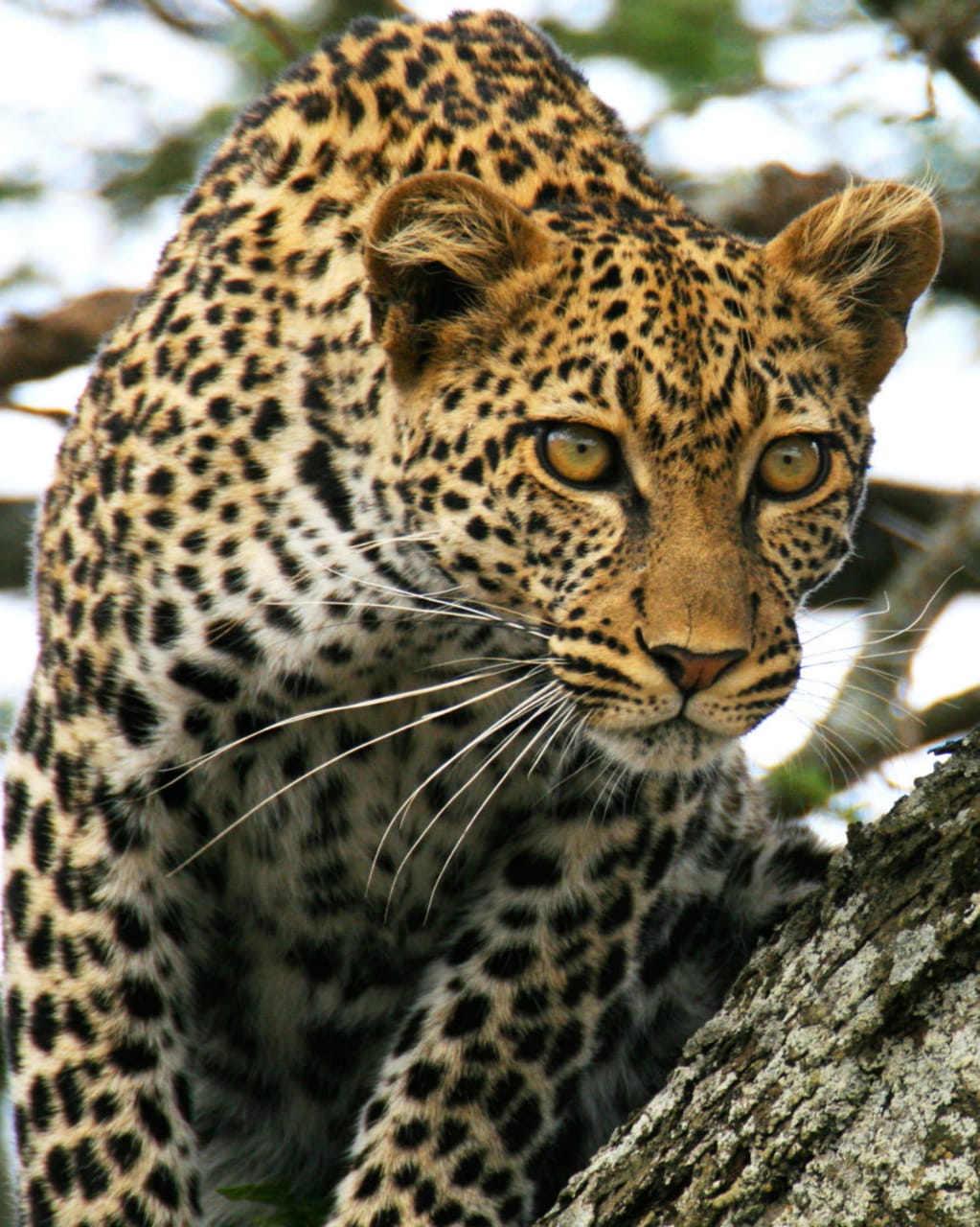 The leopard is a singularly composed predator, perfectly adapted to its environment. To encounter one resting aloft is perhaps the most intimate experience a safari can offer. In the vast landscapes of Tanzania, such sightings occur naturally, reminding us that the wild operates on a schedule entirely its own.
🎥Join us for an authentic Tanzanian experience, where every adventure tells a story.
📞 Contact & Bookings:
🌍 Website: www.rockyafricaexperience.com
📧 Email: info@rockyafricaexperience.com
📱 Phone/WhatsApp: +255 713550312
Follow us for more stories and adventure inspirations!
#RockyAfricaExperience
#LeopardSightings #SafariMoments #IntoTheWild #TanzaniaSafari #WildAfrica #TreeTopPredator