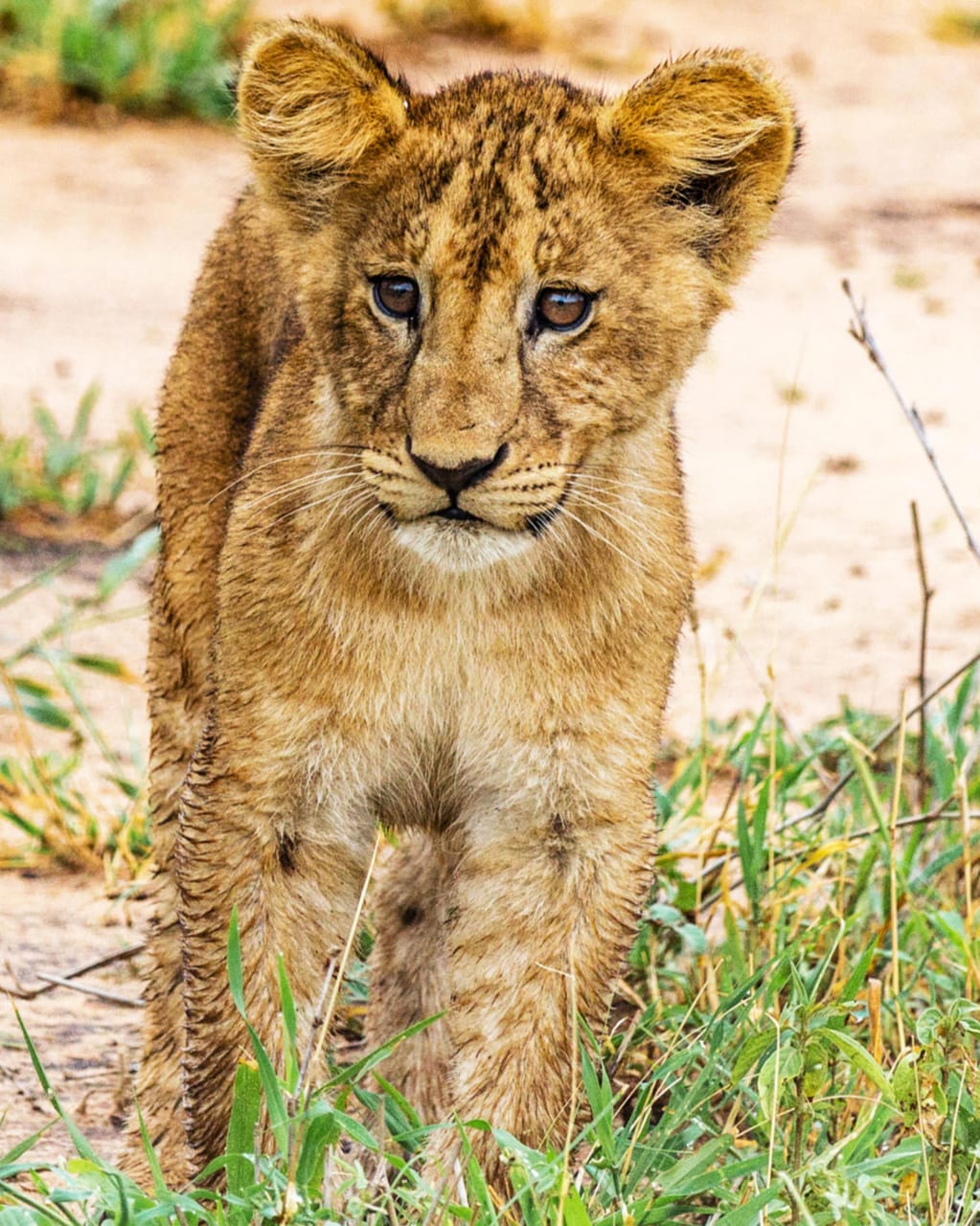 Golden hour in the wild, where even the smallest residents carry the spirit of kings.
This young cub may look gentle, but those steady eyes are already learning the language of the savannah — watching, waiting, and quietly claiming the neighborhood as its own.
🎥Join us for an authentic Tanzanian experience, where every adventure tells a story.
📞 Contact & Bookings:
🌍 Website: www.rockyafricaexperience.com
📧 Email: info@rockyafricaexperience.com
📱 Phone/WhatsApp: +255 713550312
Follow us for more stories and adventure inspirations!
#RockyAfricaExperience
#SafariLife #Serengeti #KingOfTheSavannah #WildAfrica