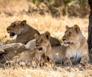 In the hush of golden grass, their presence alone commands the plains — calm, watchful, and powerful even in stillness. Strength doesn’t always roar… sometimes it simply lies in the shade and owns the horizon.
🎥Join us for an authentic Tanzanian experience, where every adventure tells a story.
📞 Contact & Bookings:
🌍 Website: www.rockyafricaexperience.com
📧 Email: info@rockyafricaexperience.com
📱 Phone/WhatsApp: +255 713550312
Follow us for more stories and adventure inspirations!
#RockyAfricaExperience
#SafariLife #Serengeti #LifeOfTheSavannah #WildAfrica #QueensOfTheSavannah #LionessLife #SafariVibes #WildAfrica