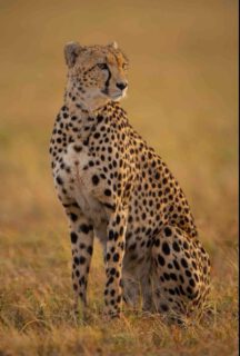 Built for the chase and born to dominate, the world’s fastest hunter waits in golden silence. In the Serengeti, true power doesn't roar—it strikes like lightning.

🎥Join us for an authentic Tanzanian experience, where every adventure tells a story.

📞 Contact & Bookings:

🌍 Website: www.rockyafricaexperience.com
📧 Email: info@rockyafricaexperience.com
📱 Phone/WhatsApp: +255 713550312

Follow us for more stories and adventure inspirations!

#RockyAfricaExperience
#Cheetah #FastestOnEarth #Serengeti #WildAfrica #SafariMoments #PredatorPower #NatureAtItsBest #TanzaniaSafari