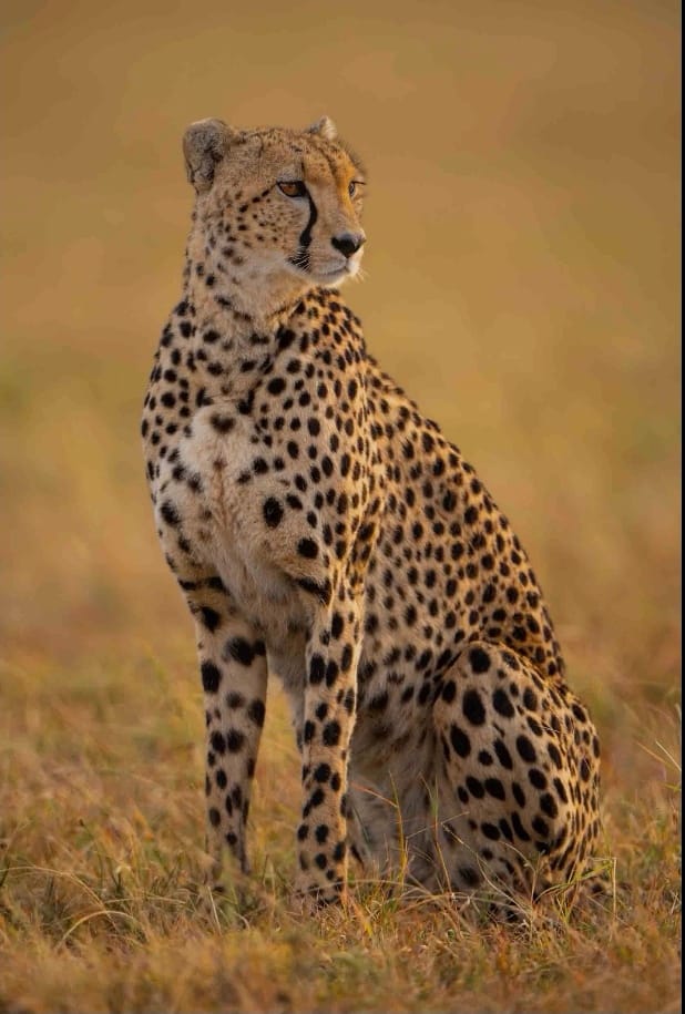 Built for the chase and born to dominate, the world’s fastest hunter waits in golden silence. In the Serengeti, true power doesn't roar—it strikes like lightning.

🎥Join us for an authentic Tanzanian experience, where every adventure tells a story.

📞 Contact & Bookings:

🌍 Website: www.rockyafricaexperience.com
📧 Email: info@rockyafricaexperience.com
📱 Phone/WhatsApp: +255 713550312

Follow us for more stories and adventure inspirations!

#RockyAfricaExperience
#Cheetah #FastestOnEarth #Serengeti #WildAfrica #SafariMoments #PredatorPower #NatureAtItsBest #TanzaniaSafari