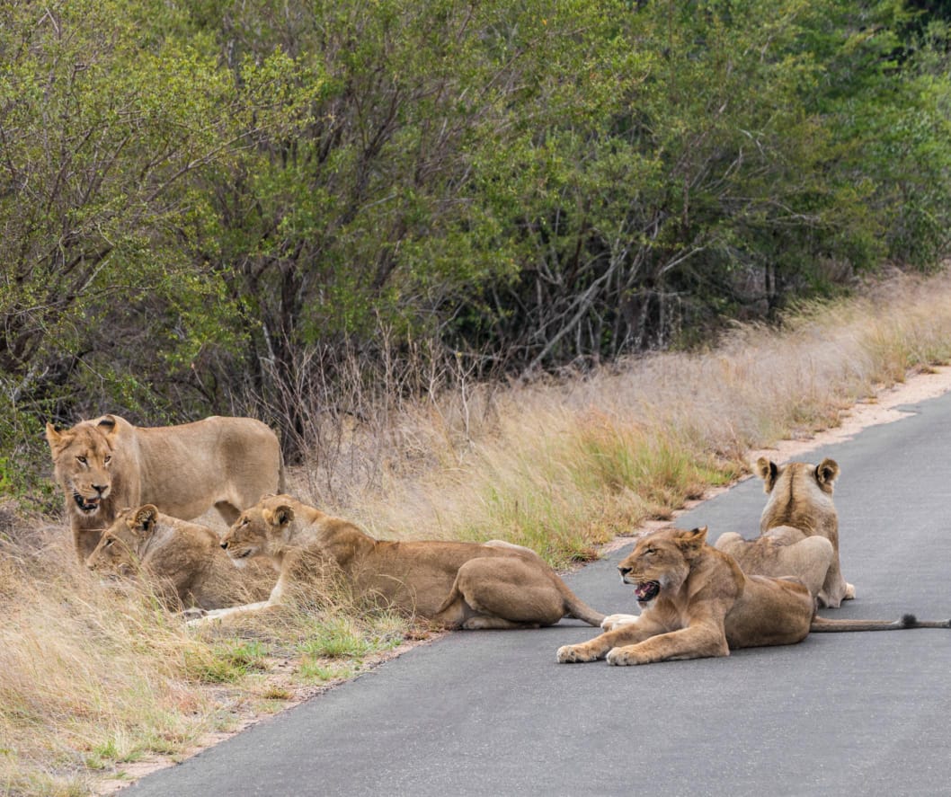 Who needs a road sign when the pride says stop? In the heart of the bush, these queens don’t move for anyone — and that’s the magic of safari.

🎥Join us for an authentic Tanzanian experience, where every adventure tells a story.

📞 Contact & Bookings:

🌍 Website: www.rockyafricaexperience.com
📧 Email: info@rockyafricaexperience.com
📱 Phone/WhatsApp: +255 713550312

Follow us for more stories and adventure inspirations!

#RockyAfricaExperience
#QueensOfTheSavannah #AfricanSafari #LionessPower #SafariVibes #TravelAfrica #DiscoverTanzania #IntoTheSavannah #WildAndFree #NaturePhotography #UnforgettableExperiences