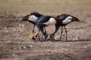 Experience the savannah’s quiet rhythm through the Grey Crowned Crane. With eyes locked on the ground and golden crowns held high, these birds remind us that nature’s purest form is found in the graceful details of the everyday search for survival.

🎥Join us for an authentic Tanzanian experience, where every adventure tells a story.

📞 Contact & Bookings:

🌍 Website: www.rockyafricaexperience.com
📧 Email: info@rockyafricaexperience.com
📱 Phone/WhatsApp: +255 713550312

Follow us for more stories and adventure inspirations!

#RockyAfricaExperience
#ExperienceNature #FeatheredWildlife #SafariMoments #BirdLife #WildAfrica #NatureInFocus #SavannahLife #WildAndFree #ExploreTanzania #SafariPhotography