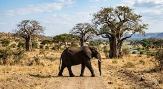 Baobabs and Big Tuskers — this is the heart of Tarangire. 
Where ancient trees stand like guardians of the savanna, and herds of elephants move slowly through the golden grass, reminding you that in Tarangire, nature still follows its own timeless rhythm.

🎥Join us for an authentic Tanzanian experience, where every adventure tells a story.

📞 Contact & Bookings:

🌍 Website: www.rockyafricaexperience.com
📧 Email: info@rockyafricaexperience.com
📱 Phone/WhatsApp: +255 713550312

Follow us for more stories and adventure inspirations!

#RockyAfricaExperience
#TarangireNationalPark #BaobabTrees #BigTuskers #ElephantsOfAfrica #TanzaniaSafari #AfricanWildlife #SafariMoments #WildAfrica #NatureAtItsBest #ExploreTanzania