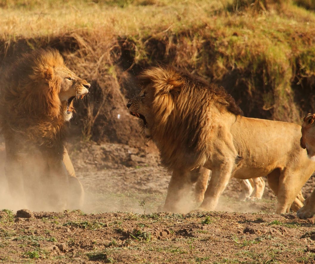 On the savannah, you don't inherit power; you take it. Amidst the rising dust, two lions trade blows and bellows in a primal bid for the throne. It’s a scene of electric, untamed violence—a reminder that out here, the only law is strength, and the heartbeat of the wild sounds like thunder.

🎥Join us for an authentic Tanzanian experience, where every adventure tells a story.

📞 Contact & Bookings:

🌍 Website: www.rockyafricaexperience.com
📧 Email: info@rockyafricaexperience.com
📱 Phone/WhatsApp: +255 713550312

Follow us for more stories and adventure inspirations!

#RockyAfricaExperience
#AfricanSafari #LionKing #SavannahDrama #WildAfrica #SerengetiMoments #NatureUnscripted #BigCats #SafariExperience
