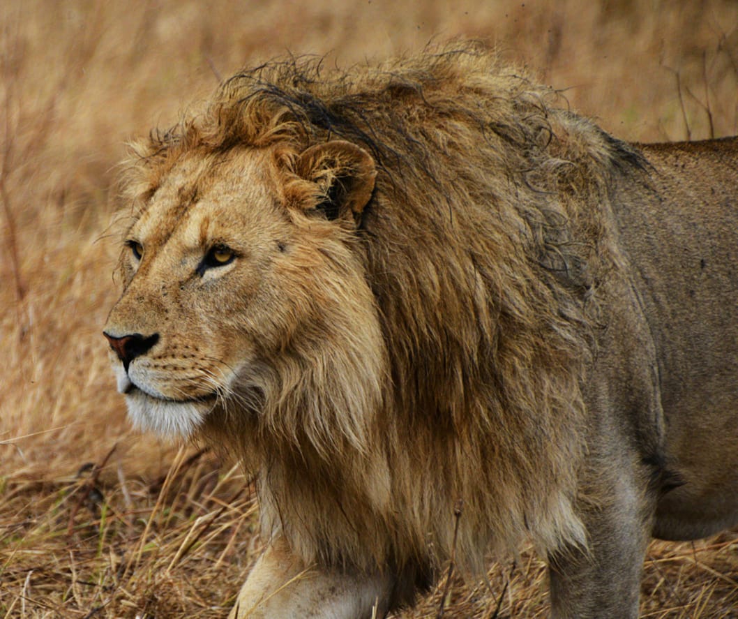 Lions are famously called the “King of the Jungle,” but they actually live mostly in savannas, grasslands, and open woodlands, not dense jungles. What makes their habitat fascinating is how perfectly it suits their way of life.

🎥Join us for an authentic Tanzanian experience, where every adventure tells a story.

📞 Contact & Bookings:

🌍 Website: www.rockyafricaexperience.com
📧 Email: info@rockyafricaexperience.com
📱 Phone/WhatsApp: +255 713550312

Follow us for more stories and adventure inspirations!

#RockyAfricaExperience
#Lion #KingOfTheSavanna #AfricanWildlife #SafariLife #Serengeti #WildAfrica #NaturePhotography #SafariExperience #BigCats #ExploreTanzania