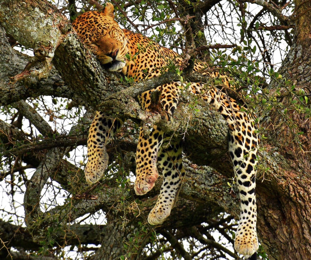 It is a striking reminder that the wild’s most formidable power often reveals itself in total stillness. Even the master of the hunt knows when to surrender to the heights and simply takes a nap.

🎥Join us for an authentic Tanzanian experience, where every adventure tells a story.

📞 Contact & Bookings:

🌍 Website: www.rockyafricaexperience.com
📧 Email: info@rockyafricaexperience.com
📱 Phone/WhatsApp: +255 713550312

Follow us for more stories and adventure inspirations!

#RockyAfricaExperience
#WildlifePhotography #Leopard #SafariLife #NatureIsArt #BigCatsOfAfrica #WildAndFree #AfricanSafari #WildlifeLovers #IntoTheWild