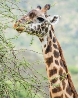 There is a beautiful lesson in the life of a giraffe: to get to the sweetest nourishment, you often have to navigate the sharpest thorns. It’s a reminder that grace and strength can coexist. Don't let the 'spikes' in your path stop you from reaching exactly where you need to be.

Are you ready to be extraordinary? 🎥 Join us for an authentic Tanzanian experience, where every adventure tells a story. The 2026/2027 seasons are calling—will you answer?

Plan Your Journey with Rocky Africa:
🌍 Website: www.rockyafricaexperience.com
📧 Email: info@rockyafricaexperience.com
📱 WhatsApp: +255 713 550 312

Follow us for more stories and adventure inspiration! 
#TarangireNationalPark #Giraffe #WildlifePhotography #SafariTanzania #NatureInBalance #AfricanWildlife #SafariExperience #VisitTanzania #WildAndFree #NaturePhotography #TanzaniaSafari #ExploreAfrica