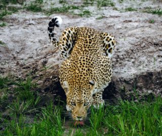 Even the greatest hunters understand the power of stillness. In the wild, a leopard’s strength is not only in its speed, but in its patience, focus, and quiet confidence. Moments like this remind us that nature is not rushed—it is perfectly timed.
🎥Join us for an authentic Tanzanian safari, where every day is a new story waiting to be lived. The 2026/2027 safari season is calling—will you answer?
Plan Your Journey with Rocky Africa:
🌍 www.rockyafricaexperience.com
📧 info@rockyafricaperience.com
📱 WhatsApp: +255 713 550 312
Follow us for more wildlife stories and safari inspiration.
#Leopard #TanzaniaSafari #WildlifePhotography #AfricanSafari #VisitTanzania #SafariExperience #ExploreAfrica #BigCats #IntoTheWild #NatureLovers #Serengeti #Ngorongoro #TravelAfrica #BucketListTravel