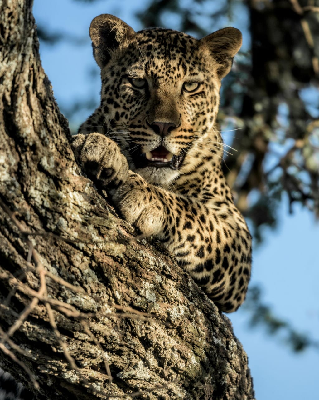 Witness the stunning power of a leopard at rest. Though it appears peaceful in the acacia branches, its golden eyes never miss a movement on the savannah. In the heart of the Serengeti, silence is simply the prelude to action.
Don't just dream of Africa—live it. Book your journey with Rocky Africa Experience now!
Inquiries & Reservations:
🌐 www.rockyafricaexperience.com
📧 info@rockyafricaexperience.com
📲 +255 713 550 312 (Call/WhatsApp)
#TanzaniaSafari #SerengetiNationalPark #LeopardSighting #WildlifeAdventures #LuxuryTravelAfrica #RockyAfricaExperience #VisitTanzania2026