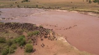 Join Rocky Africa Experience for an unforgettable Serengeti Safari during the legendary Great Wildebeest Migration at the Mara River from July to October 2026. Watch over 1.5 million wildebeest, zebras, and gazelles thunder across the plains and brave the dramatic river crossings in one of nature’s most breathtaking events.
Whether you’re a photographer, honeymooner, family traveler, or adventure seeker, Serengeti is the perfect destination for your next journey
📍 Destination: Serengeti National Park – Mara River
📅 Best Season: July – October 2026
⚠ Limited Spaces Available – Book Early!
Your dream safari starts here with Rocky Africa Experience
📞 WhatsApp: +255 713 550 312
📧 info@rockyafricaexperience.com
🌐 www.rockyafricaexperience.com
#RockyAfricaExperience
#GreatWildebeestMigration #SerengetiSafari #MaraRiverCrossing #TanzaniaSafari #RockyAfricaExperience #AfricanSafari #VisitTanzania #WildlifePhotography #SafariAdventure #LuxurySafari #SerengetiNationalPark #MigrationSafari #ExploreAfrica #BigFiveSafari #NatureLovers #BucketListTravel #SafariInAfrica #TravelTanzania #AdventureAwaits #WildebeestMigration