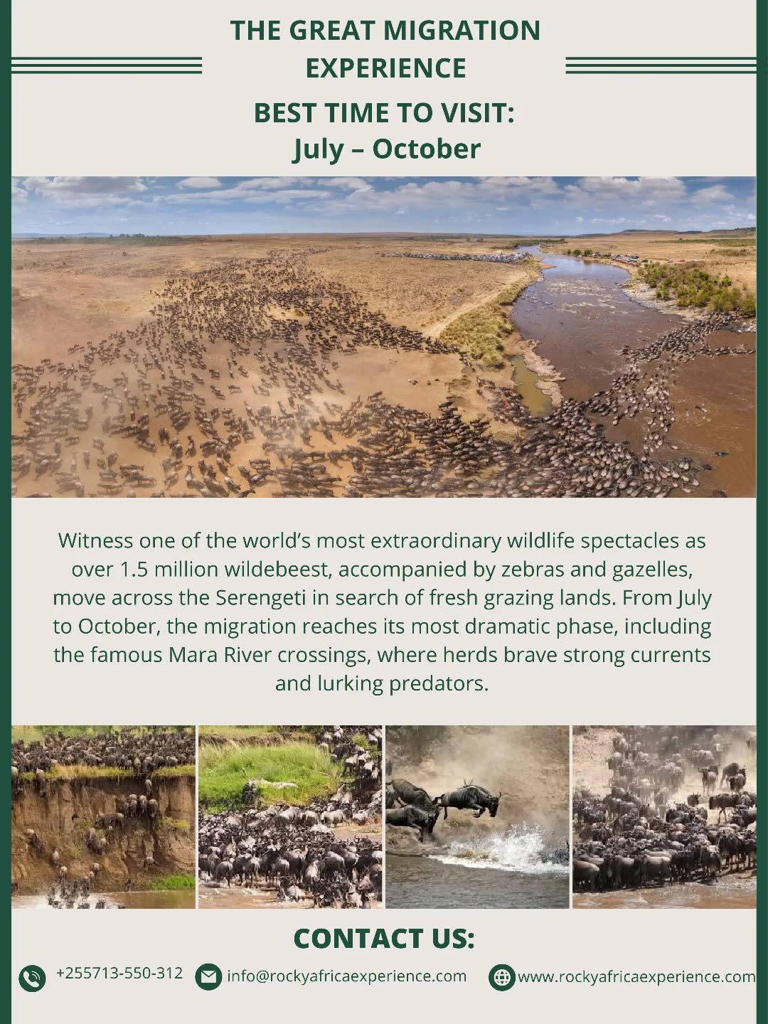 Where the wild writes its own story—one step, one risk, one survival at a time. 🐾

Book your spot today to see the "Greatest Show on Earth."

📩 Email: info@rockyafricaexperience.com
📞 Call/WhatsApp: +255 713 550 312
🌐 Explore more: www.rockyafricaexperience.com

#WildebeestMigration #GreatMigration #TanzaniaSafari #SerengetiNationalPark  #NatureInMotion #SafariExperience  #AfricanAdventure #TravelAfrica #BucketListTravel #WildlifePhotography  #MigrationSeason