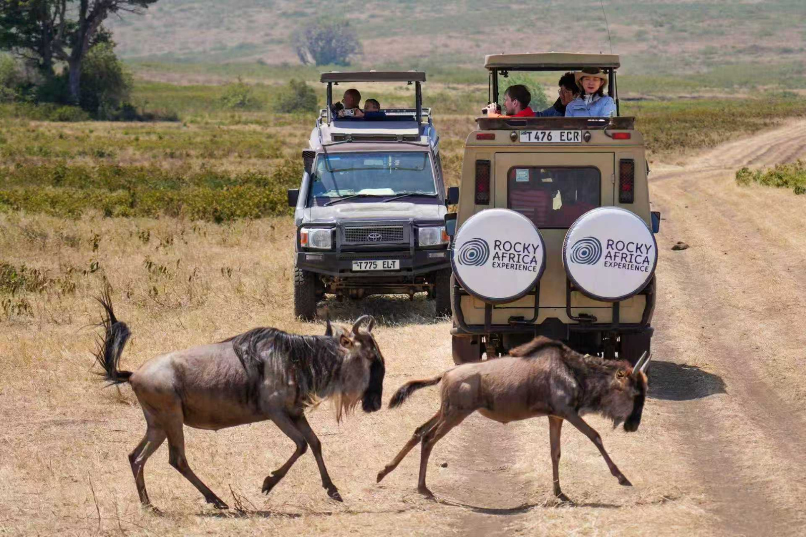 A safari with Rocky Africa Experience isn't just about seeing animals; it’s about feeling the pulse of the continent. From the limitless horizons of the Serengeti to the hidden gems of the wild, we take you closer to nature than ever before.

Your seat is waiting. Are you ready to fill the pages of your story?

📩 Email: info@rockyafricaexperience.com
📞 Call/WhatsApp: +255 713 550 312
🌐 Explore: www.rockyafricaexperience.com

#TanzaniaSafari #AfricanSafari #Serengeti #SafariExperience #LuxurySafariAfrica #WildAfrica #SafariMoments #ExploreTanzania #TravelAfrica #NatureExperience #BucketListSafari #DiscoverAfrica #AuthenticTravel #SafariAdventure #EastAfricaTravel