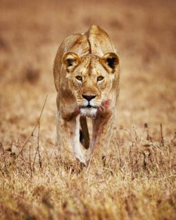 In the golden silence of the savannah, a lioness stands as the heartbeat of the wild—provider, protector, and pure instinct in motion. Her gaze carries a raw, quiet power that stops time itself, where everything else fades and only the rhythm of the African plains remains.

Book your  adventure and step into the heart of the wild.
📩 Email: info@rockyafricaexperience.com
📞 Call/WhatsApp: +255 713 550 312
🌐 Explore more: www.rockyafricaexperience.com

#Lioness #AfricanSafari #SafariExperience #WildAfrica #BigCats #LionessInTheWild #SavannahMoments  #AfricaTravel #ExploreAfrica #TanzaniaSafari