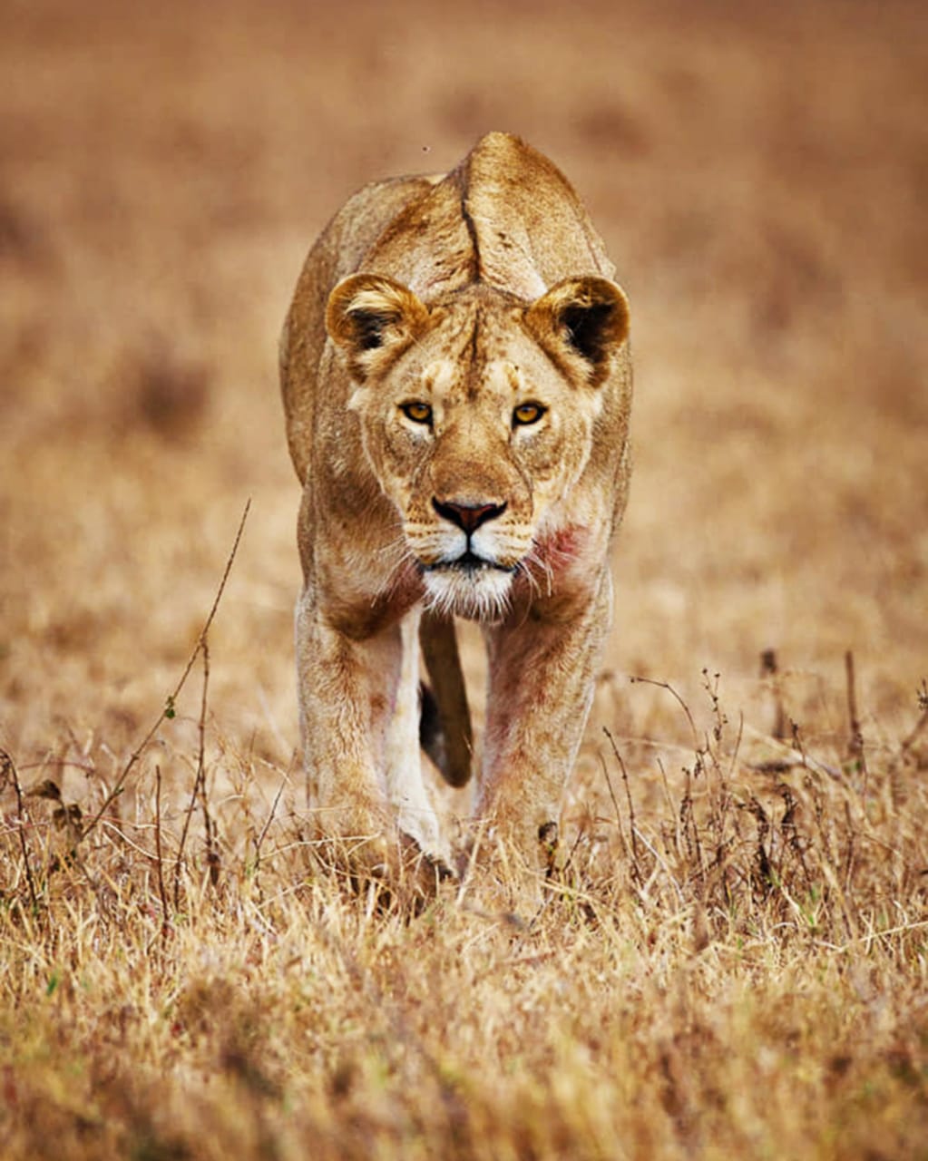 In the golden silence of the savannah, a lioness stands as the heartbeat of the wild—provider, protector, and pure instinct in motion. Her gaze carries a raw, quiet power that stops time itself, where everything else fades and only the rhythm of the African plains remains.

Book your  adventure and step into the heart of the wild.
📩 Email: info@rockyafricaexperience.com
📞 Call/WhatsApp: +255 713 550 312
🌐 Explore more: www.rockyafricaexperience.com

#Lioness #AfricanSafari #SafariExperience #WildAfrica #BigCats #LionessInTheWild #SavannahMoments  #AfricaTravel #ExploreAfrica #TanzaniaSafari