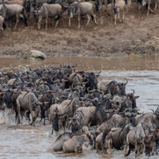 Witness the world’s last great odyssey. From the frantic river crossings to the silent vigil of the Big Five, the Serengeti Migration is a raw, unscripted drama that redefined the meaning of 'adventure.' Don't just watch life happen—watch it fight to begin.
Book your Serengeti experience with Rocky Africa Experience and explore the wild like never before.
📩 Email: info@rockyafricaexperience.com
📞 WhatsApp: +255 713 550 312
🌐 Visit: www.rockyafricaexperience.com
#TanzaniaSafari #AfricanSafari #SerengetiNationalPark #ExploreTanzania #SafariAdventure #WildlifePhotography #BigFiveSafari #GreatMigration