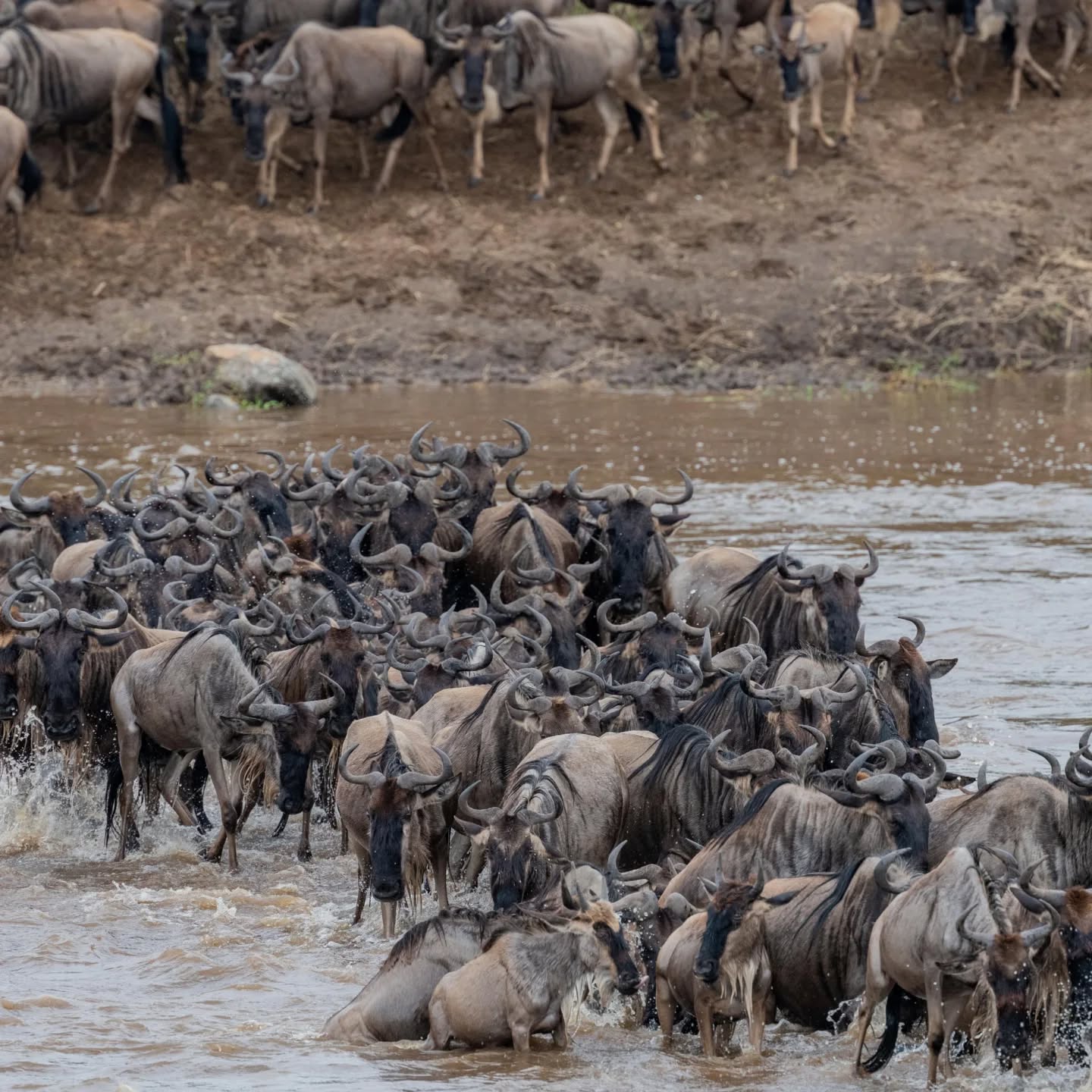 Witness the world’s last great odyssey. From the frantic river crossings to the silent vigil of the Big Five, the Serengeti Migration is a raw, unscripted drama that redefined the meaning of 'adventure.' Don't just watch life happen—watch it fight to begin.
Book your Serengeti experience with Rocky Africa Experience and explore the wild like never before.
📩 Email: info@rockyafricaexperience.com
📞 WhatsApp: +255 713 550 312
🌐 Visit: www.rockyafricaexperience.com
#TanzaniaSafari #AfricanSafari #SerengetiNationalPark #ExploreTanzania #SafariAdventure #WildlifePhotography #BigFiveSafari #GreatMigration