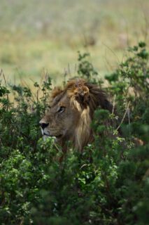 Across the endless plains of the Serengeti, the wild speaks through its most iconic guardians. From the bold and powerful presence of the male lion surveying his kingdom to the calm, watchful beauty of the lioness hidden within the grass, every moment reflects the true spirit of Africa’s wilderness.
A safari in Tanzania is more than a journey — it’s a chance to witness nature at its purest, where strength, grace, and survival unfold before your eyes. The Serengeti offers unforgettable encounters, breathtaking landscapes, and memories that stay with you forever.
Discover the magic of the wild with Rocky Africa Experience.
📩 Email: info@rockyafricaexperience.com
📞 WhatsApp: +255 713 550 312
🌐 Visit: www.rockyafricaexperience.com
#SerengetiSafari #MaleLion #Lioness #WildAfrica #SafariAdventure #VisitTanzania #NaturePhotography #RockAfricaExperience