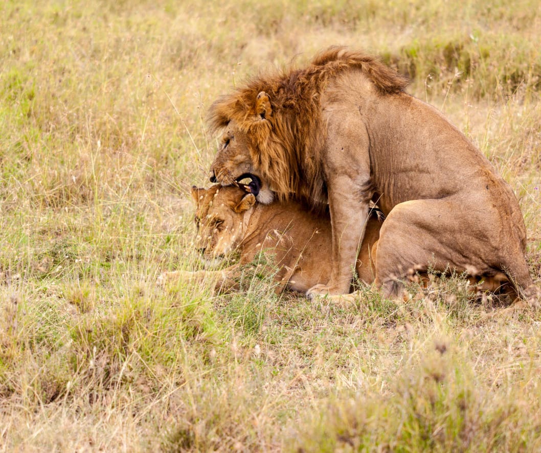 Moments like this are waiting for you in the heart of Tanzania. Don't settle for ordinary vacations—choose a journey that stirs your soul.

Partner with Rocky Africa Experience to witness the legendary wildlife of the Serengeti, Ngorongoro, and beyond. Expert guides, unforgettable views, and memories that last a lifetime.

Contact us today to book your seat on the wild side!

📩 Email: info@rockyafricaexperience.com
📞 Call/WhatsApp: +255 713 550 312
🌐 Explore more: www.rockyafricaexperience.com

#RockyAfricaExperience #VisitTanzania #SerengetiNationalPark #AfricanSafari #LionsOfSerengeti #WildlifePhotography #TanzaniaSafari #BigFive #DiscoverAfrica #TravelTanzania #SafariLife #LionKing #UntamedAfrica #Travel2026