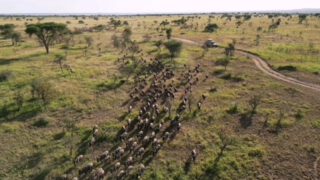 The Great Migration is officially here! July to October is your window to witness the world’s most iconic wildlife spectacle in the Masai Mara.

Are you ready for the ultimate safari adventure? DM us to book your 2026 migration experience!

📩 Email: info@rockyafricaexperience.com
📞 WhatsApp: +255 713 550 312
🌐 Visit: www.rockyafricaexperience.com

#GreatMigration #MasaiMara #WildebeestMigration #SafariAdventure #VisitAfrica  #LuxurySafari #AfricanWildlife #NatureLovers #BucketListTravel #SafariExperience #MigrationSeason #ExploreAfrica #TravelMoments