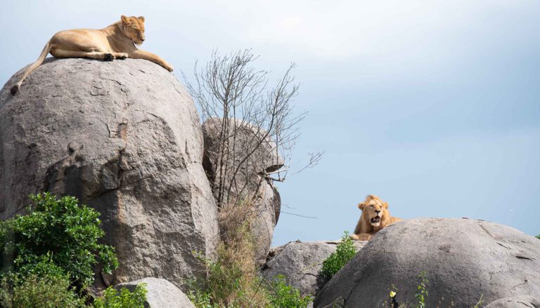 HIGHLIGHTS OF TANZANIA