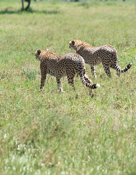 TANZANIA’S WILD SIDE